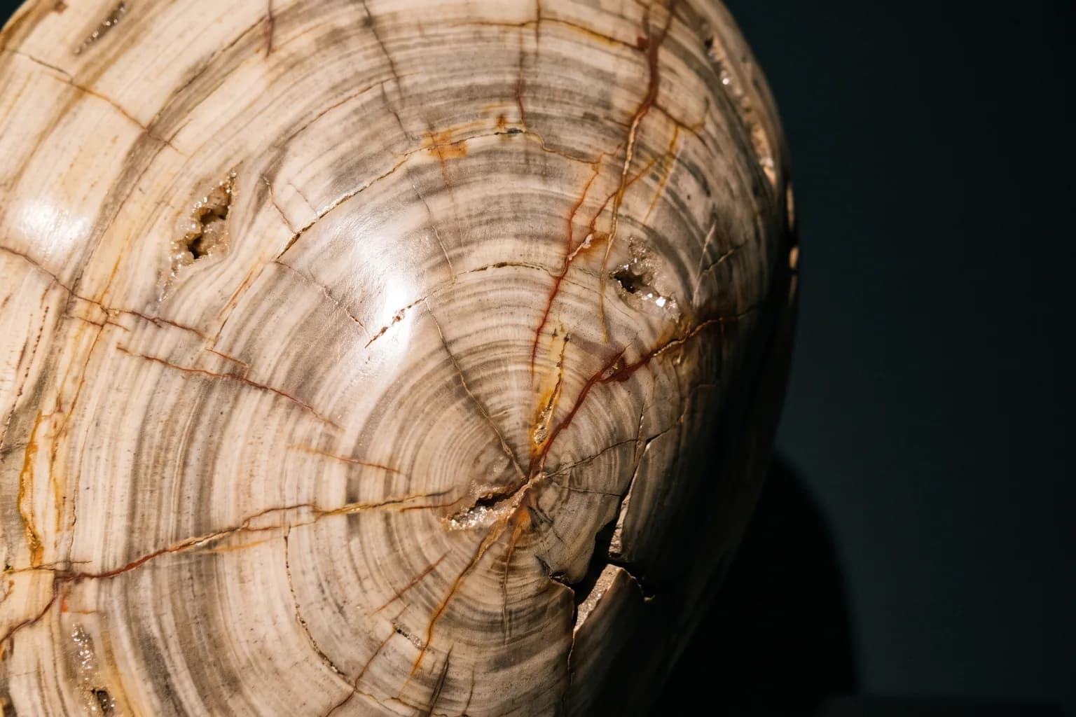 Gros plan d'une surface de bois pétrifié polie, cernes, cristallisations et veines de rouille